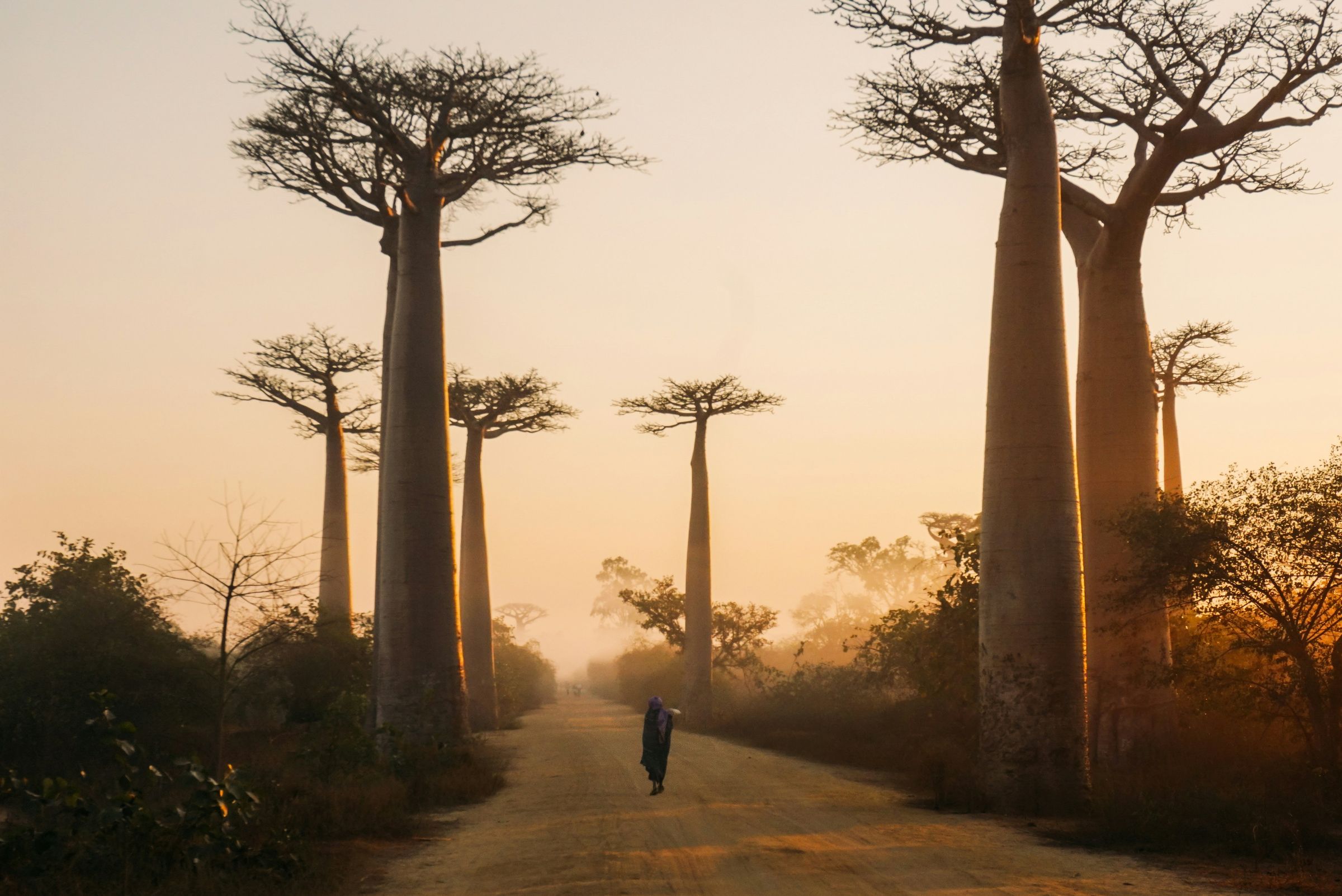 A person walking along a road lined with towering baobab trees in morning light.