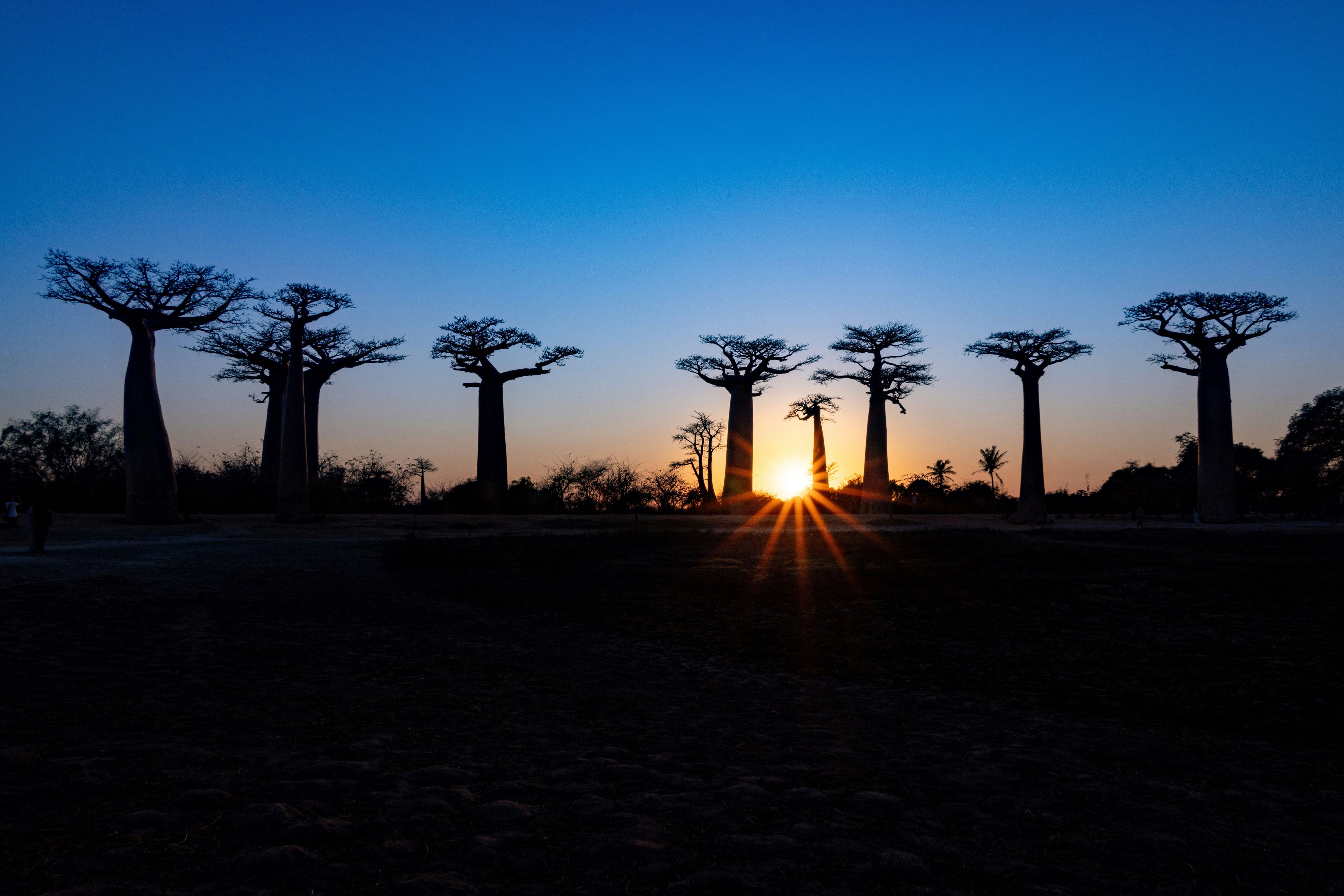 The Avenue of the Baobabs at dusk, the trees in silhouette against a blue sky.