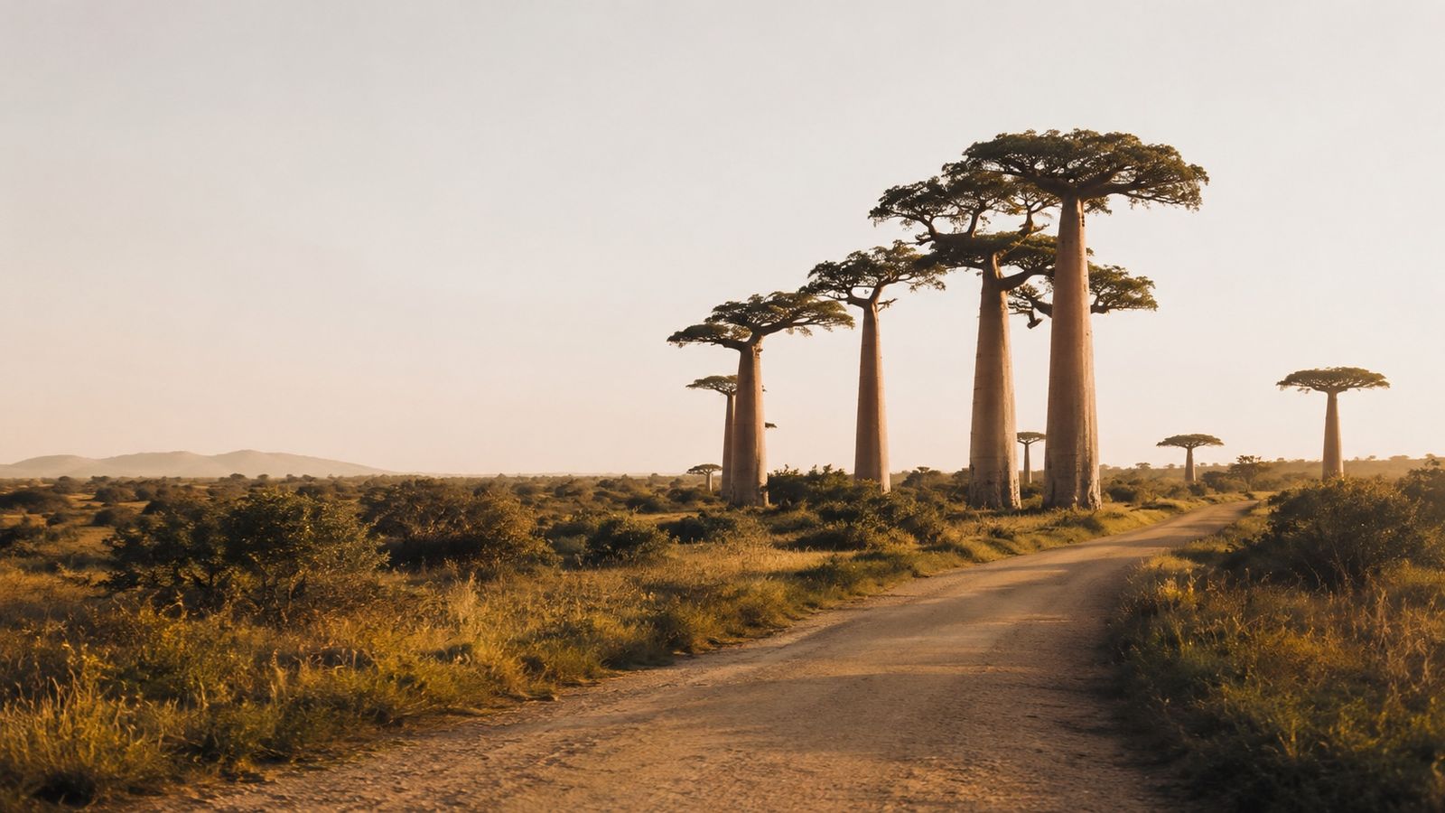 A dirt road running past a stand of baobab trees in early morning light.